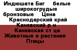 Индюшата Биг-6, белые широкогрудые, бронзовые. › Цена ­ 2 800 - Краснодарский край, Каневский р-н, Каневская ст-ца Животные и растения » Птицы   